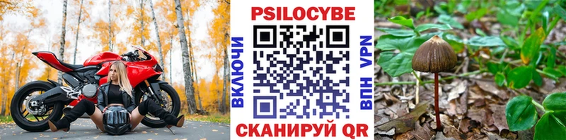как найти наркотики  Калтан  ОМГ ОМГ ССЫЛКА  Псилоцибиновые грибы Cubensis 